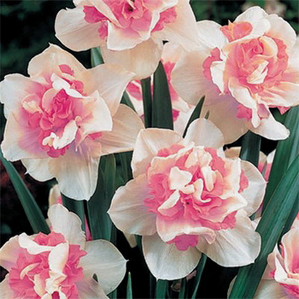 Луковица нарцисс Риплит 12/14, 5 шт/уп 