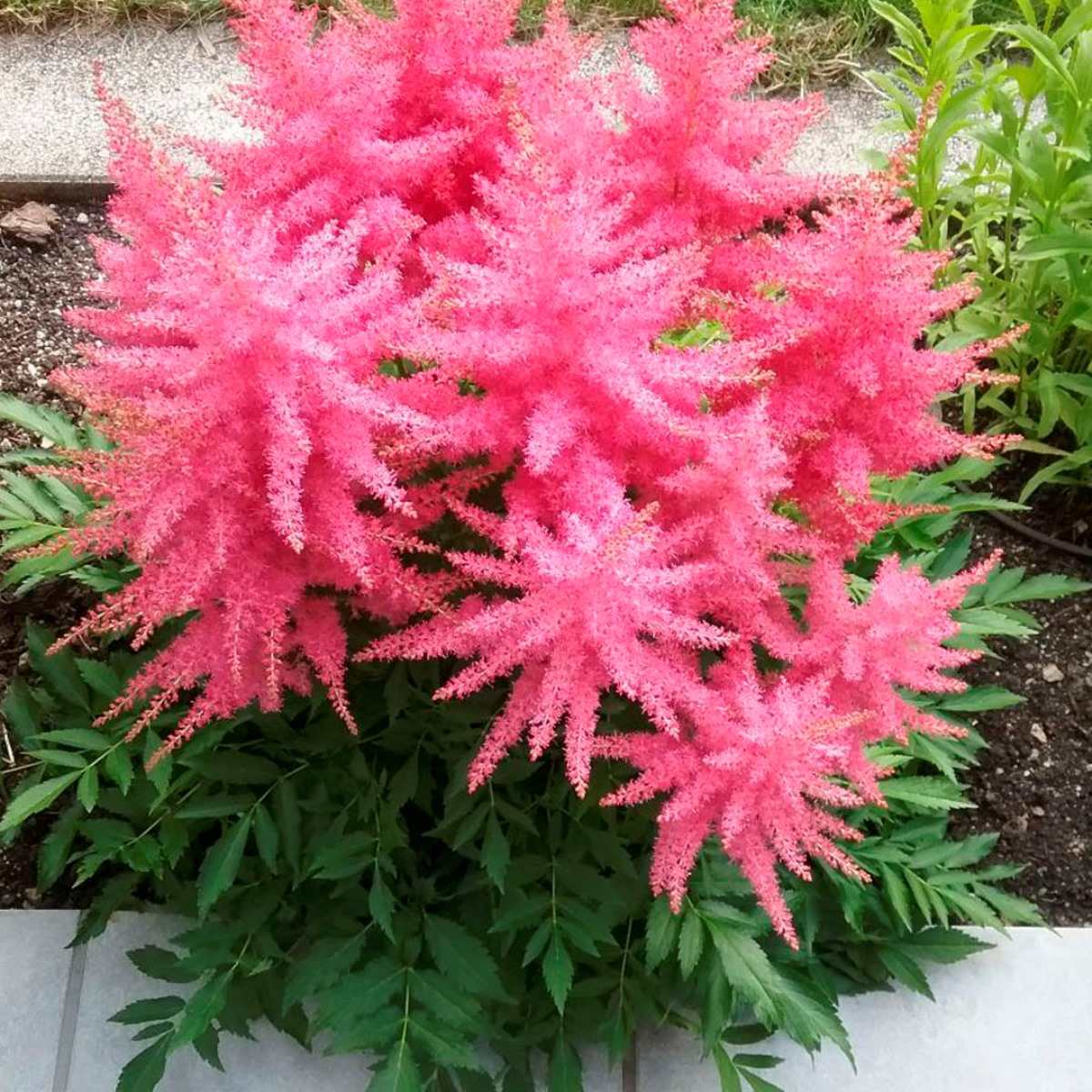 Астильба Юник Сериз v2 Tim 