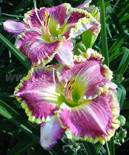 Корневище Лилейник гибридный Бестселлер 1 шт Поиск 