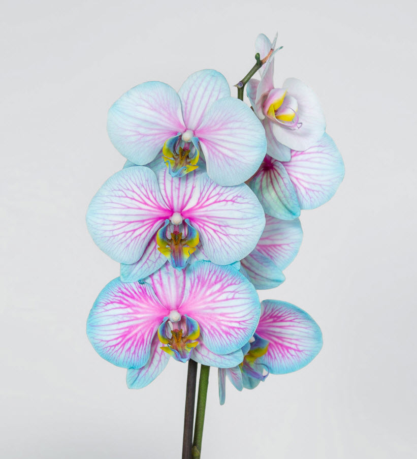 Орхидея чудо природы d12 h70 