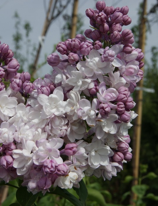 ОсновноеИзображение