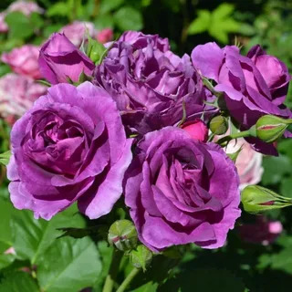 Роза Флорибунда Минерва в коробке Биосфера 