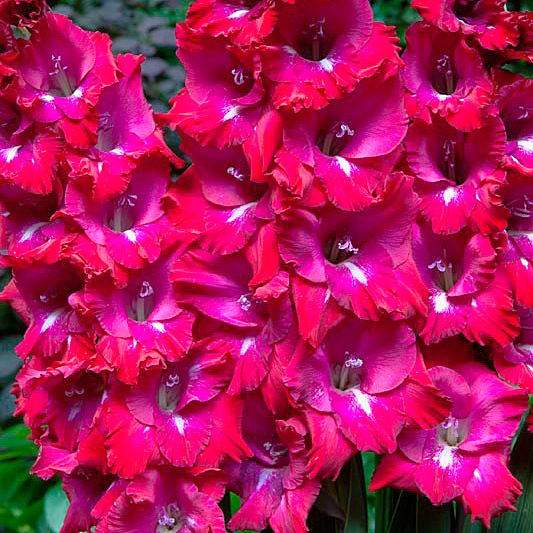 Луковица НВМ Гладиолус Сан Сиро 12/14 7шт 