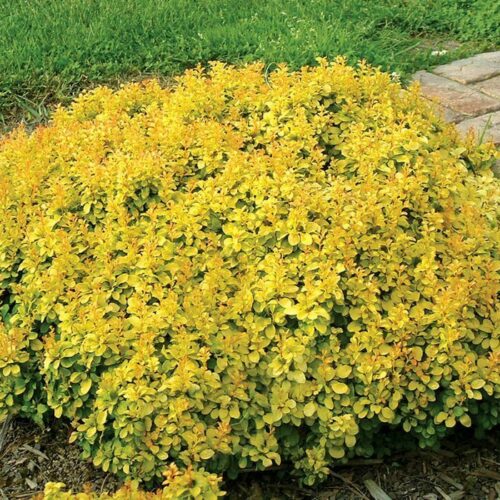 Барбарис тунберга Голден Наггет v5 Lav 