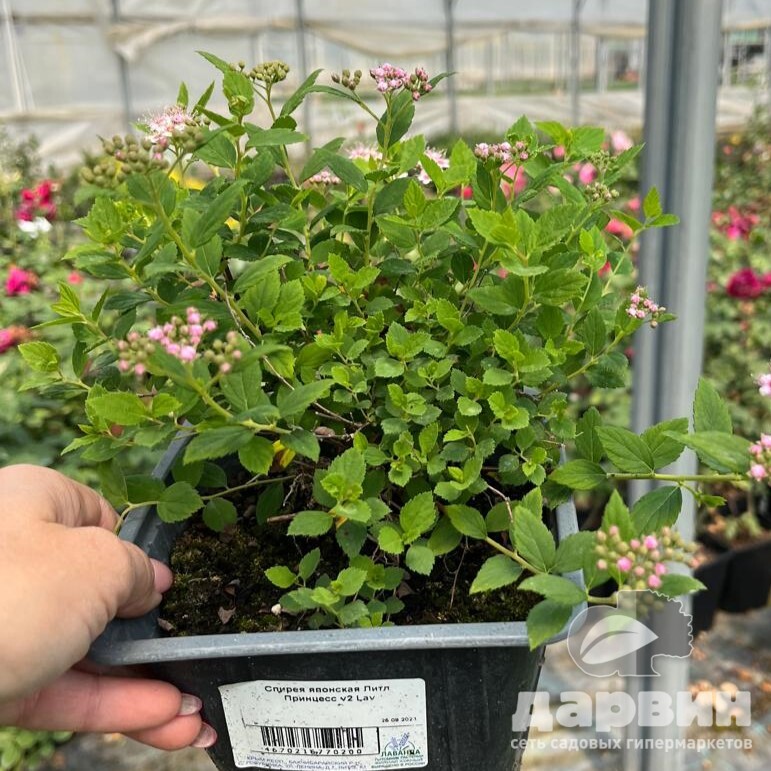 Спирея японская Литл Принцесс v2 Lav 
