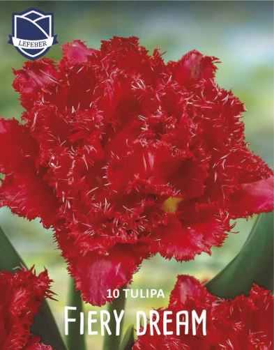 Луковица Тюльпан Файери Дрим 12/14, 10 шт/уп 