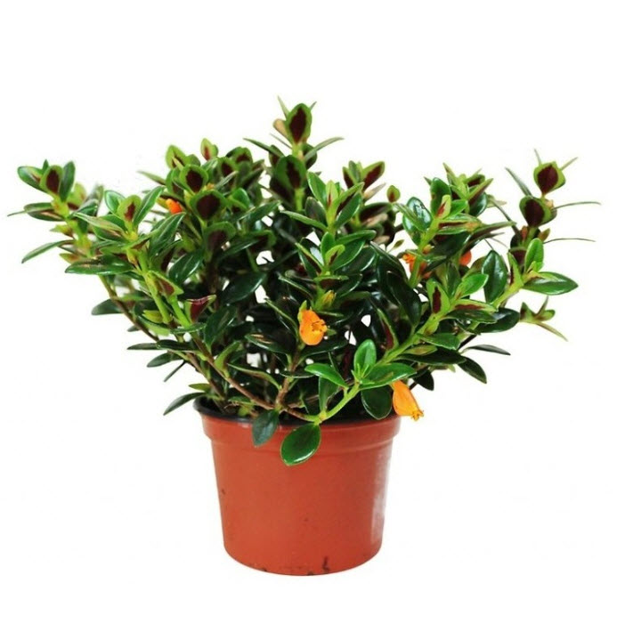 Нематантус микс d8 h10 