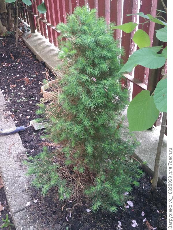 Ель канадская Коника Декабрь v30 100-120 Ul 