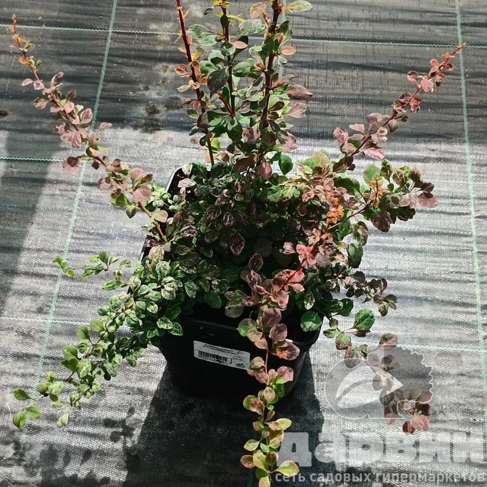 Барбарис тунберга Инспирейшион v5 Lav 