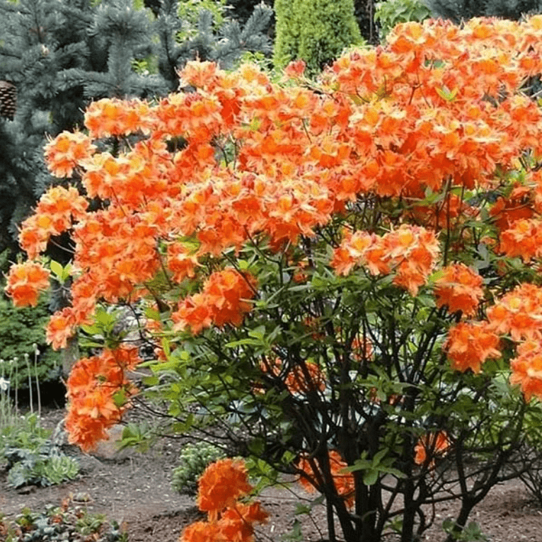 Азалия гибридная Гловинг Эмберс c5 