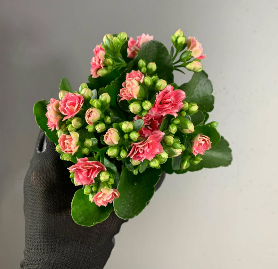 Каланхое Каландива микс d9 h15 