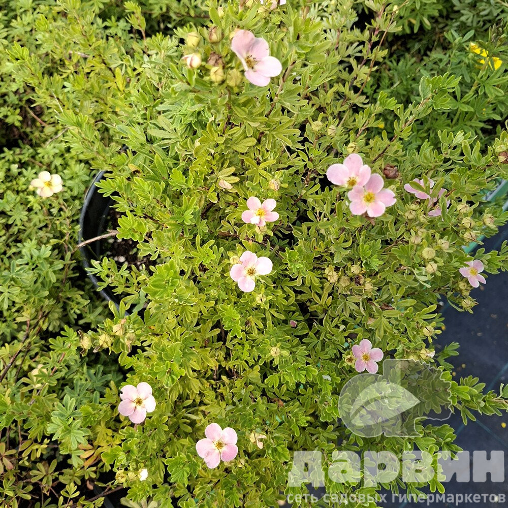 Лапчатка кустарниковая Пинк Парадайз v2 Lav 