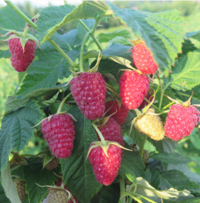 Малина ремонтантная Карамелька С2 ЦО 