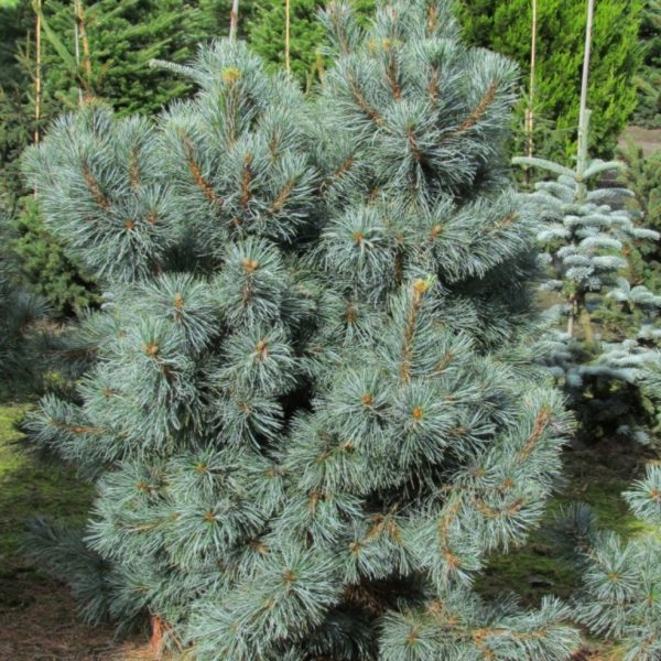 Сосна стланниковая Глаука 30-40 Tw 