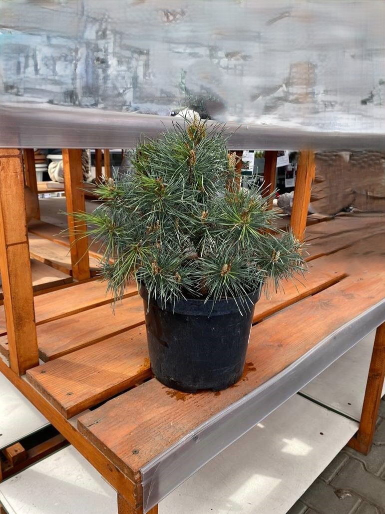 Сосна обыкновенная Мартхам v5 Lav 