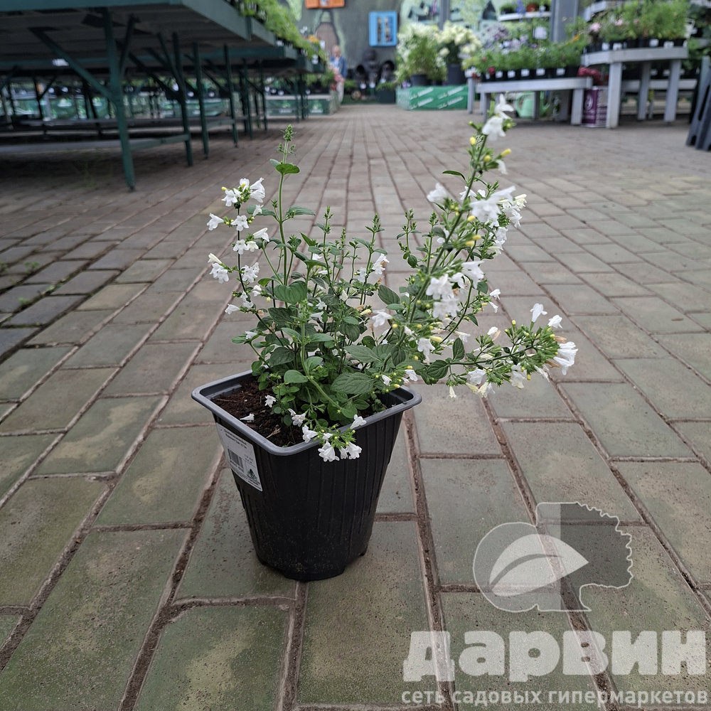 Душевик котовниковый Марвелетт Уайт v2 Tim 