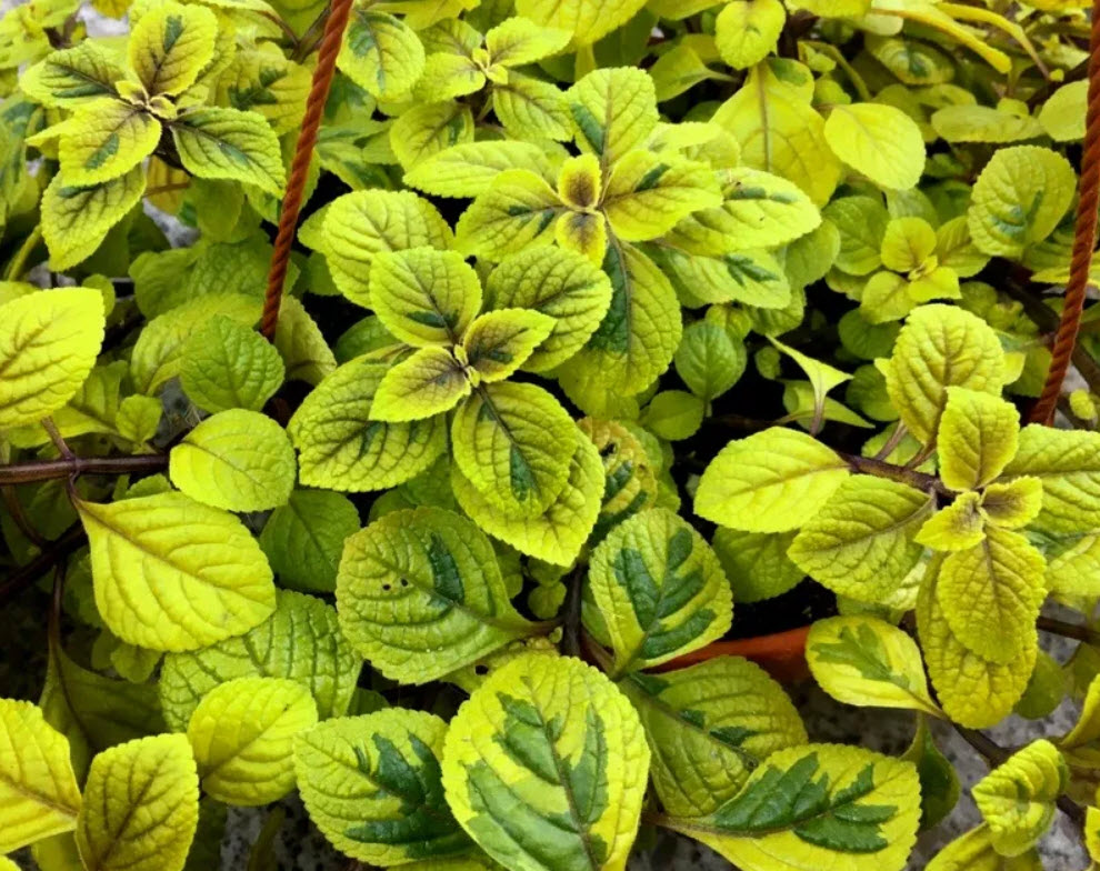 Плектрантус Голд микс d8 h10 ХР 