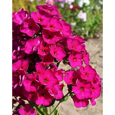 Флокс метельчатый Рейвинг Бьюти d15 ХР 