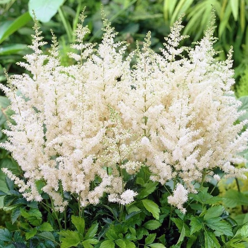 Корневище Астильба Арендса Диамант 1 шт Поиск 