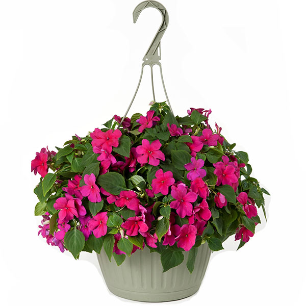 Бальзамин ампельный в кашпо МО 