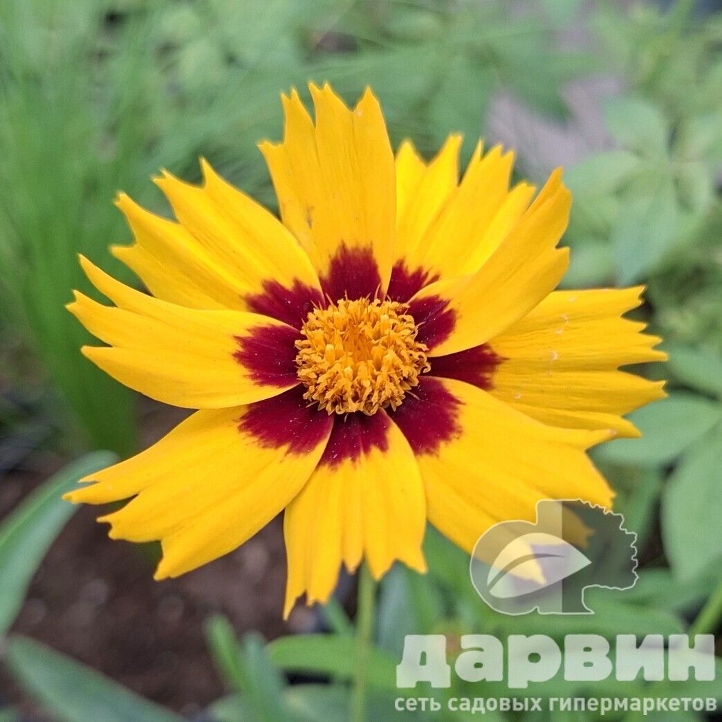 Кореопсис d12 Tim 