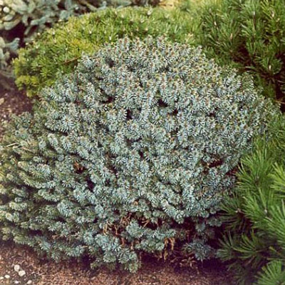 Ель сербская Morava c2 20-30 Lt по цене  Ель сербская Morava c2 20-30 Lt