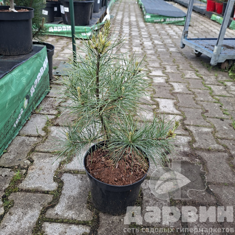 Сосна веймутова Блю Кловерс 30-40 cm cont. 4,0L Mt 