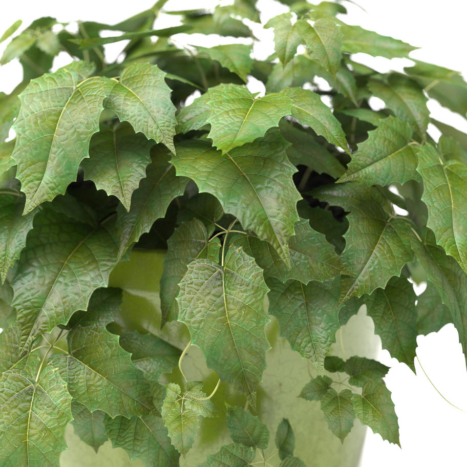 Циссус Антарктический микс d23 