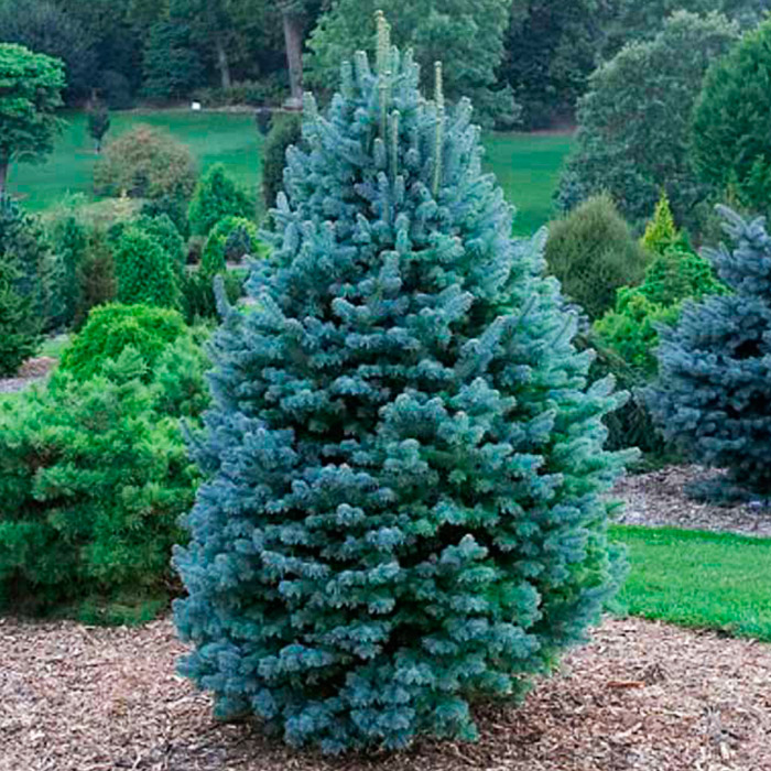 Растение пихта аризонская 200-220см 