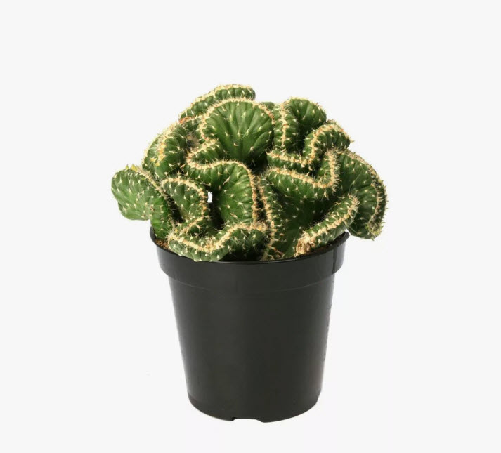 Кактус Кристата d8 h15 