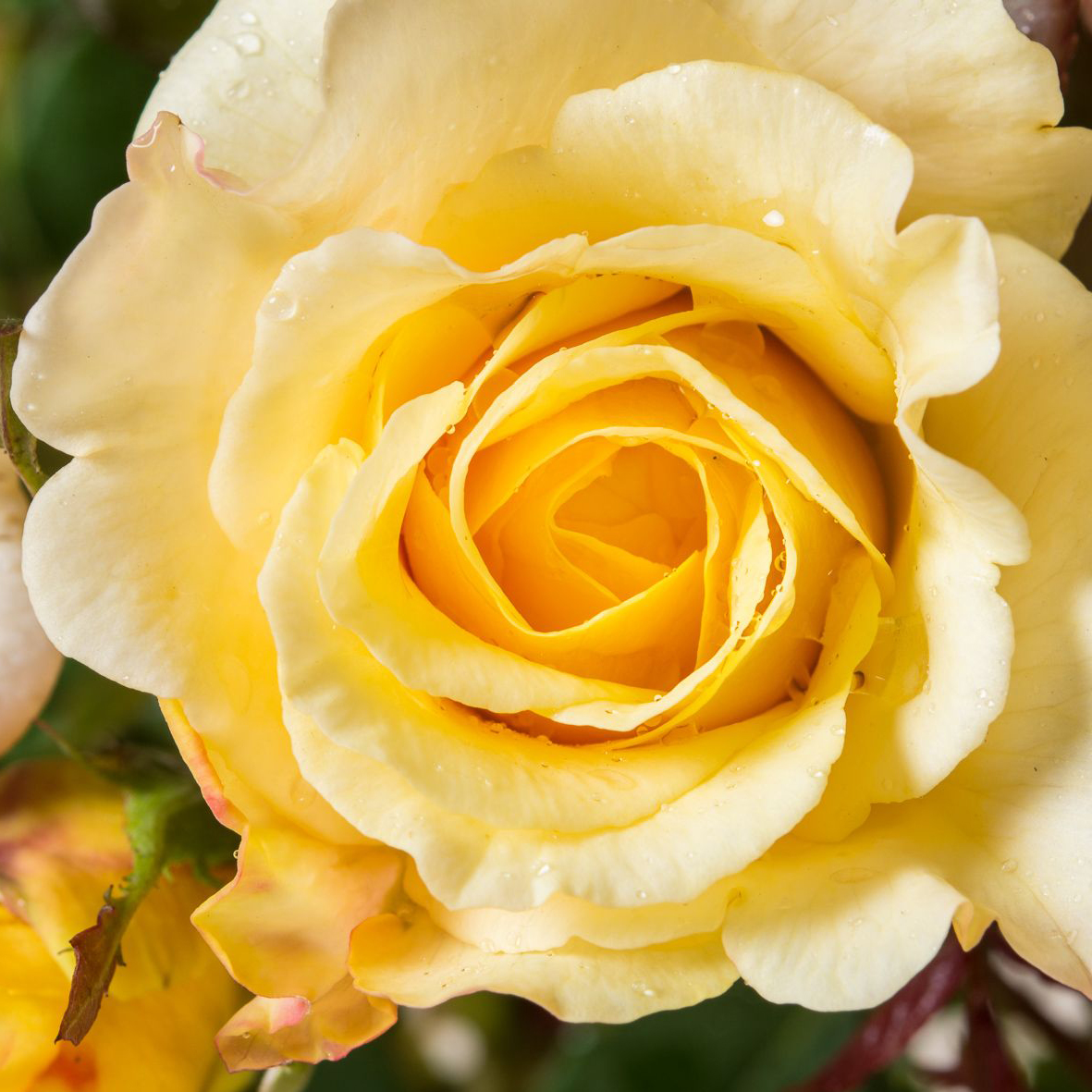 Роза чайно-гибридная Санни Скай 5л Dem 