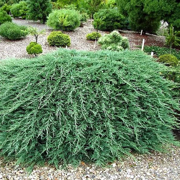 Можжевельник горизонтальный Вилтони v3-5 Tim по цене  Можжевельник горизонтальный Вилтони v3-5 Tim