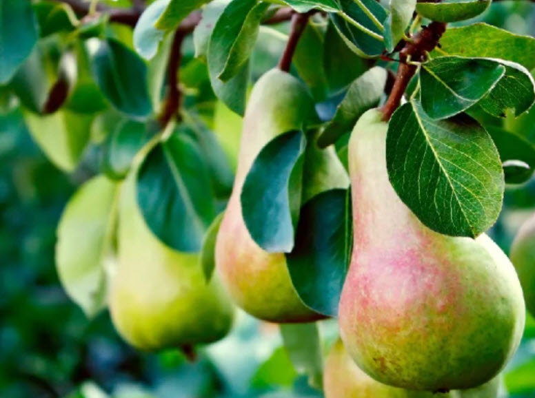 Груша Феерия v6-7 ХР 