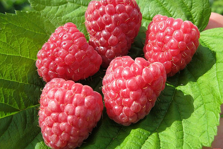 Малина ремонтантная Геракл красная v1 Tim по цене  Малина ремонтантная Геракл красная v1 Tim