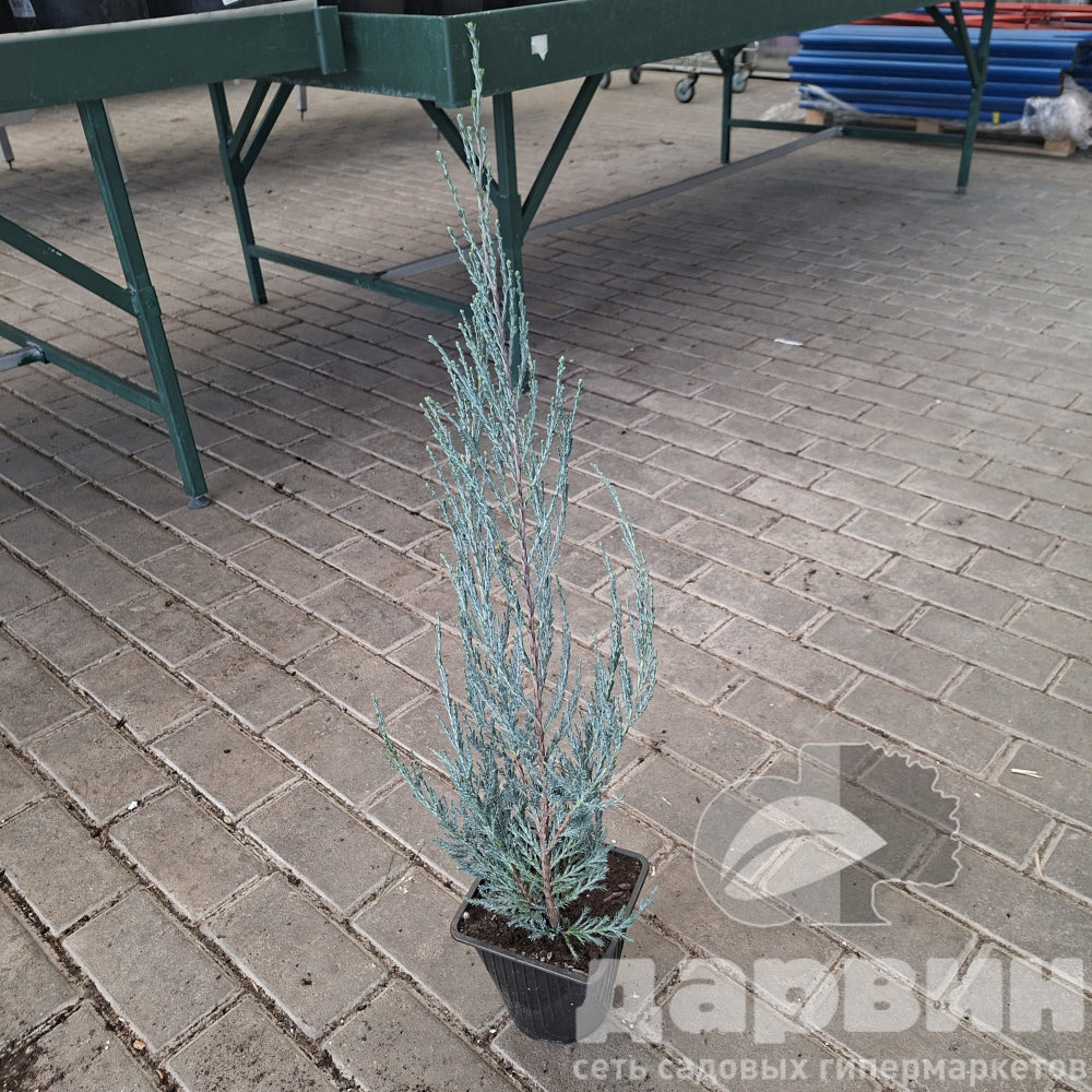 Можжевельник скальный Блю Арроу v2 Lav 