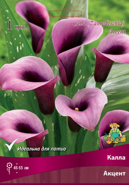 Клубень Калла Акцент  14/16 1шт. Поиск 