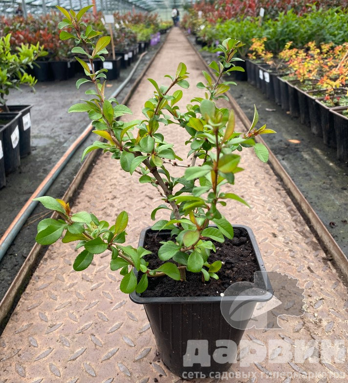 Айва превосходная Элли Моссел v2 Lav 