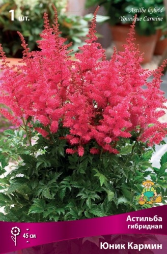 Корневище Астильба гибридная Юник Кармин I 1шт Поиск 