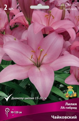 Луковица Лилия ЛА-гибрид Чайковский  2шт Поиск 