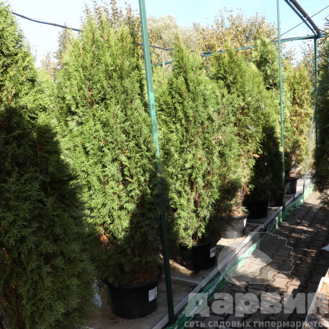 Туя западная Смарагд 140-160 Nik (3) ватермарка