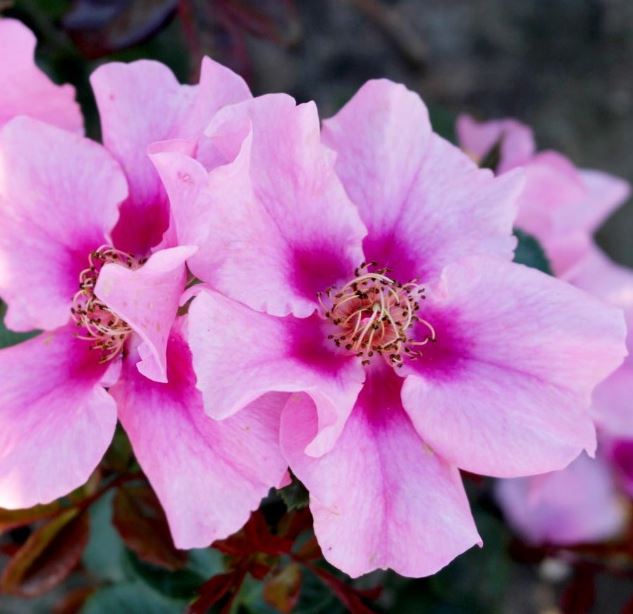 Роза флорибунда Си Ю ин Ред v5 