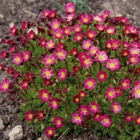 Камнеломка Алпина Эрли Роуз d12 Lav 