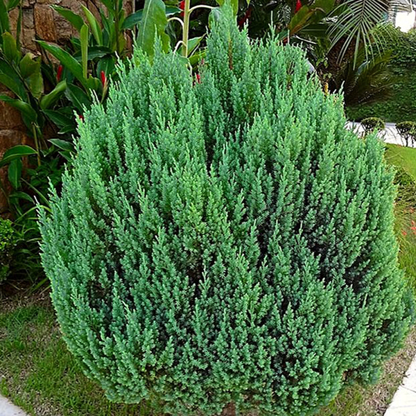 Можжевельник китайский Стрикта v2 Lav_куст