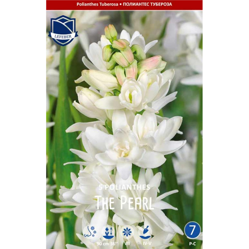 Клубень Полиантес Тубероза Перл 12/15 5шт 