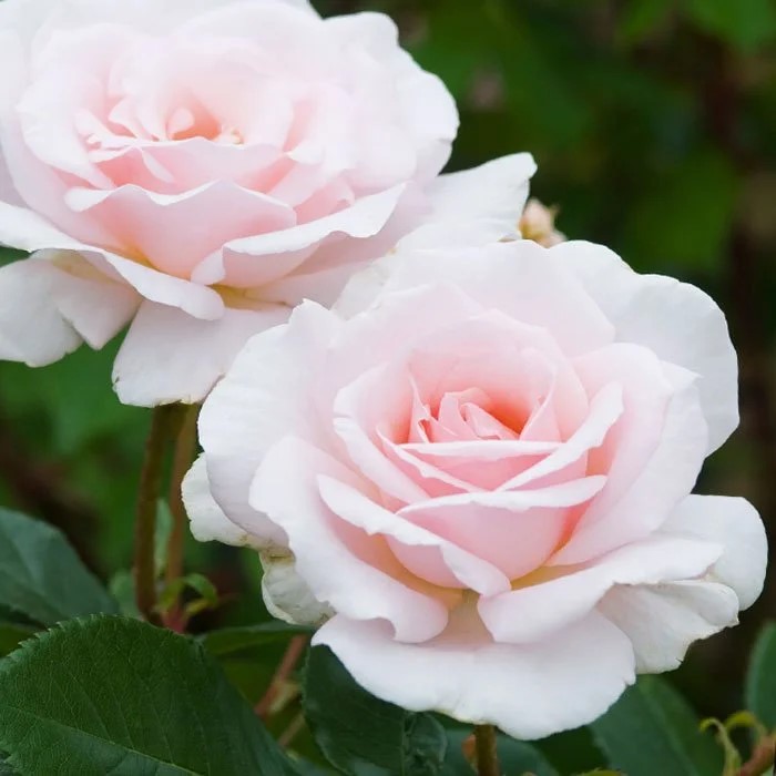 Роза чайно гибридная Э Уайтэ Шэйд оф Пэйл в коробке AV 