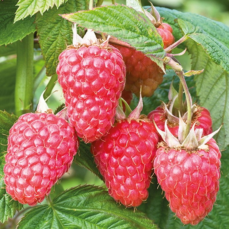 Малина ремонтантная Атлант, красная v2 Tim 