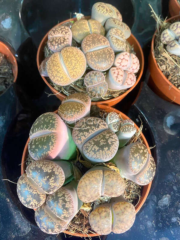 Литопс микс d7 h8 