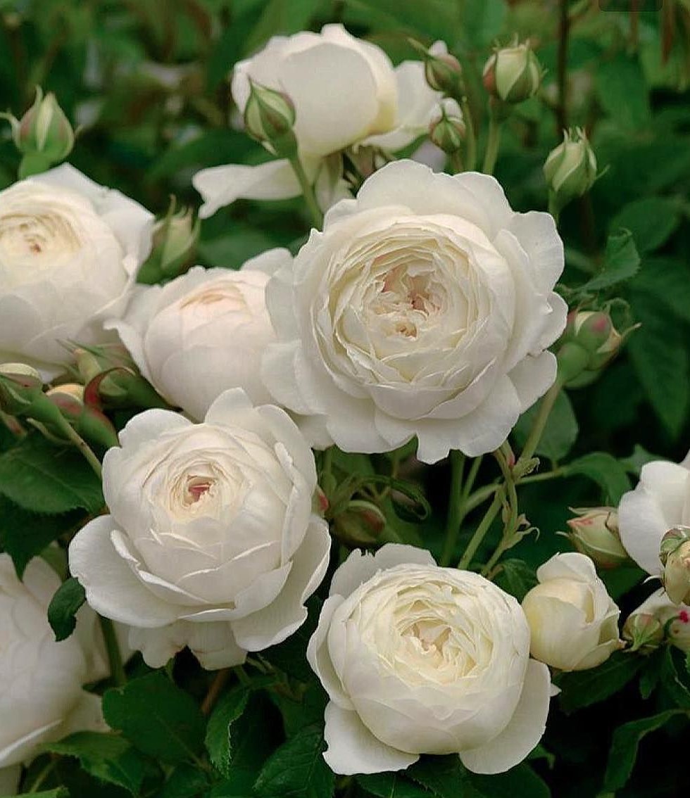 Роза флорибунда Флорентин в коробке AV 