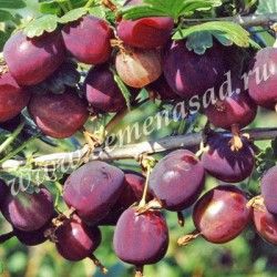 Крыжовник Северный капитан, черный с2 ЦО по цене  Крыжовник Северный капитан, черный с2 ЦО
