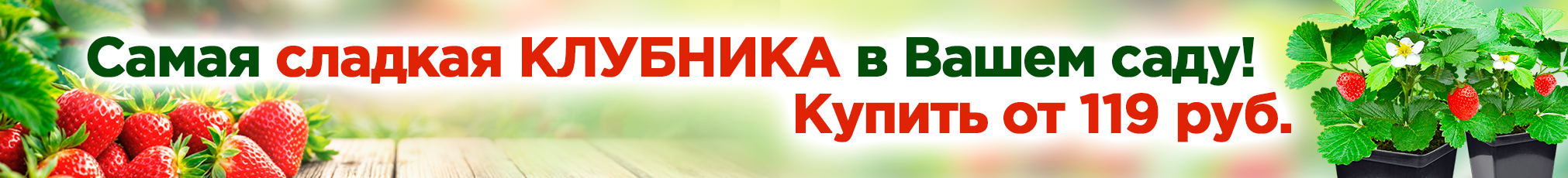 Рассада клубники от 119 руб